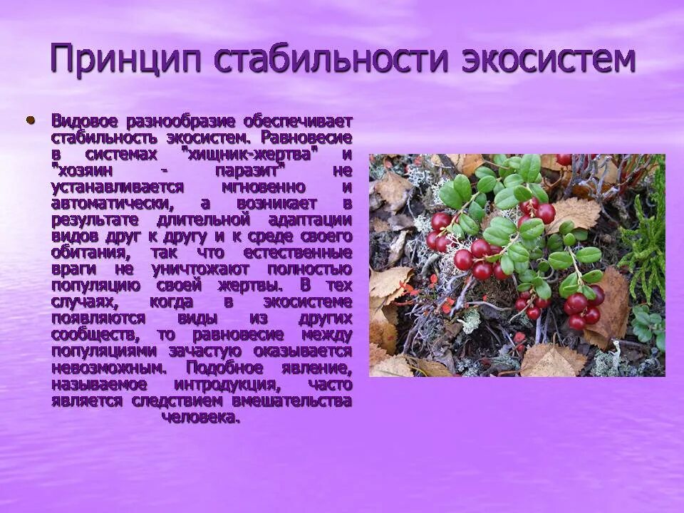 Влияние человека на экосистемы 11 класс биология. Принципы устойчивости экосистем. Принципы устойчивости биогеоценозов. Обеспечение стабильности экосистемы. Видовое разнообразие и устойчивость.