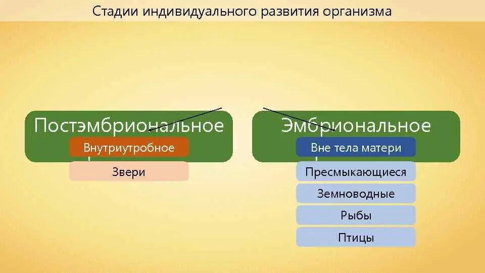 Типы индивидуального развития животных 8. Периодизация и продолжительность жизни животных 7 класс. таблица по биологии периодизация и продолжительность жизни животных. периодизация и продолжительность жизни животных 7 класс таблица. периодизация и продолжительность жизни животных конспект.