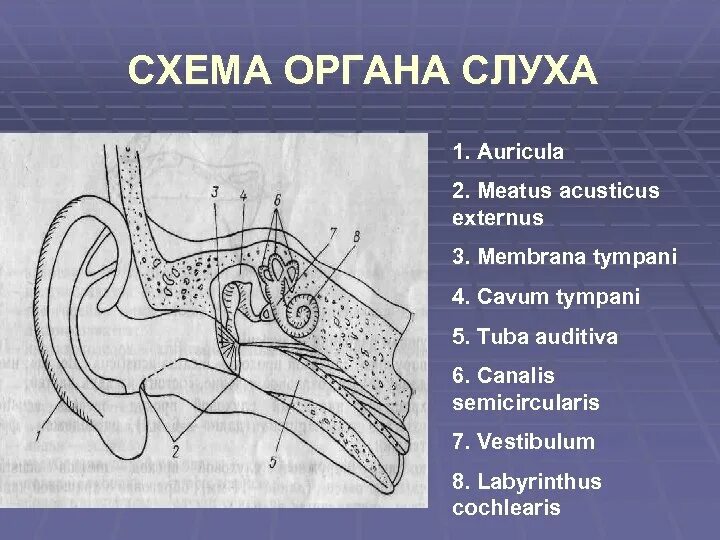 Схема органа слуха. Наружный слуховой проход, meatus acusticus. Схема органа слуха животных.