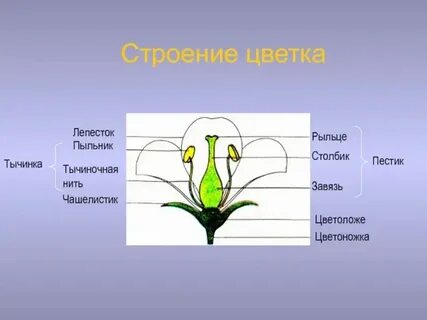 Функция рыльца