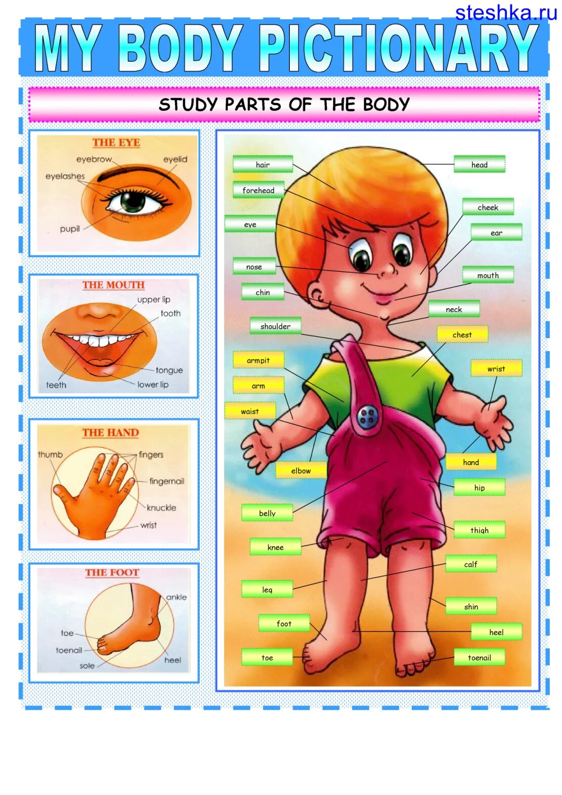 Картинка тело человека для детей. Части тела для детей. Части тела на английском. Плакат части тела для детей. Тело человека на английском для детей.