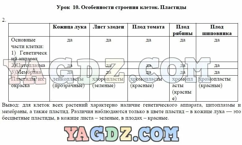 Биология 5 класс стр 139 ответы. Лабораторная работа строение клетки. Лабораторная работа по биологии 5 класс таблица. Лабораторная работа по биологии 5 класс строение клетки томата.