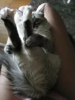 Продолжая держаться лапой