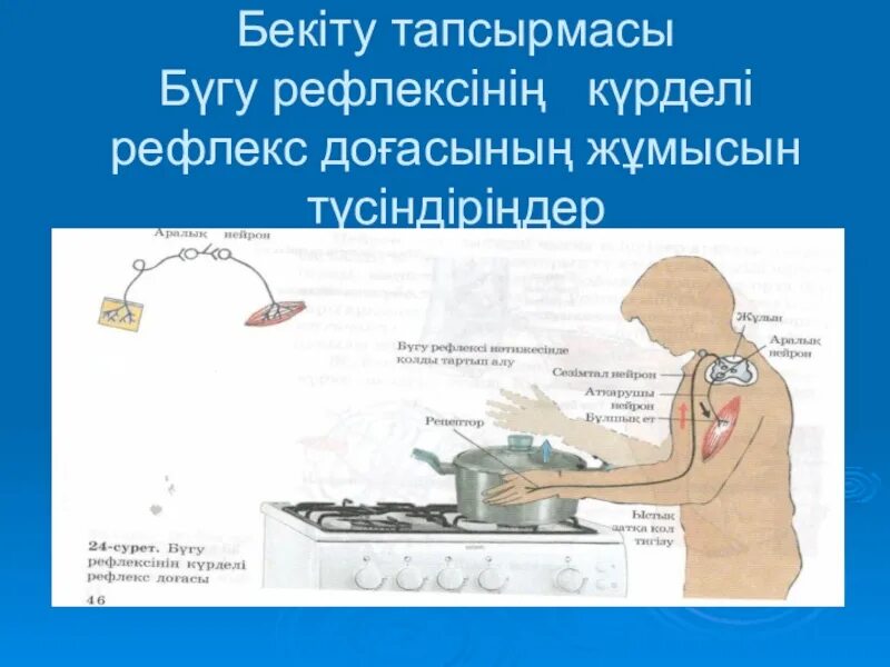 Шартты рефлекс. Рефлекс доғасы слайд. Рефлекс доғасы дегеніміз не. Шартты рефлекс дегеніміз не. Шартты шартсыз рефлекс презентация.