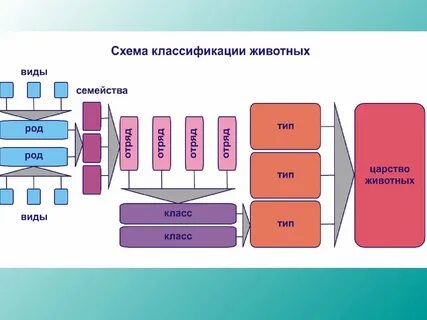 Схема род вид класс