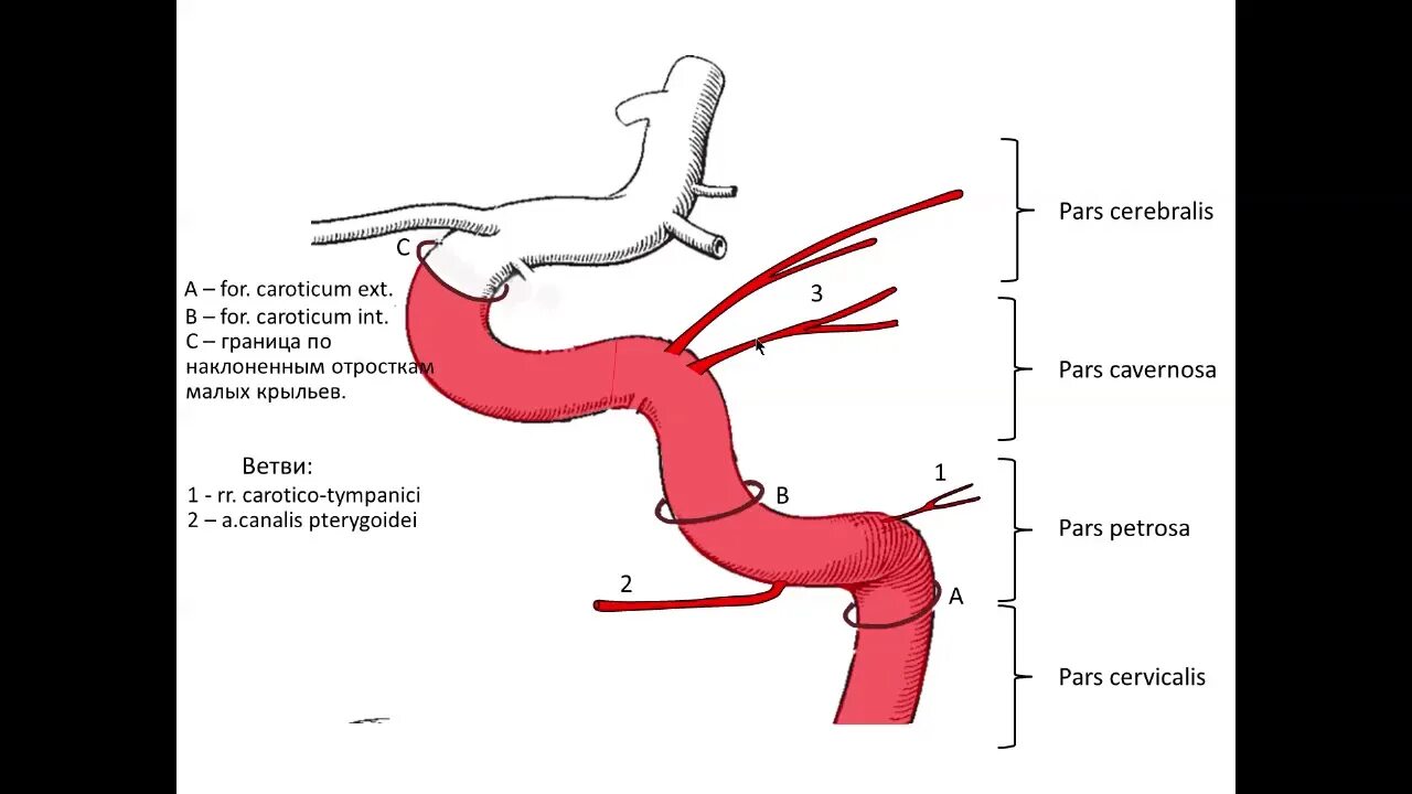 Изгиб вса. Сонная артерия и аорта. Топография внутренней сонной артерии. Внутренняя Сонная артерия Изранов. Внутренняя Сонная артерия топография ветви.