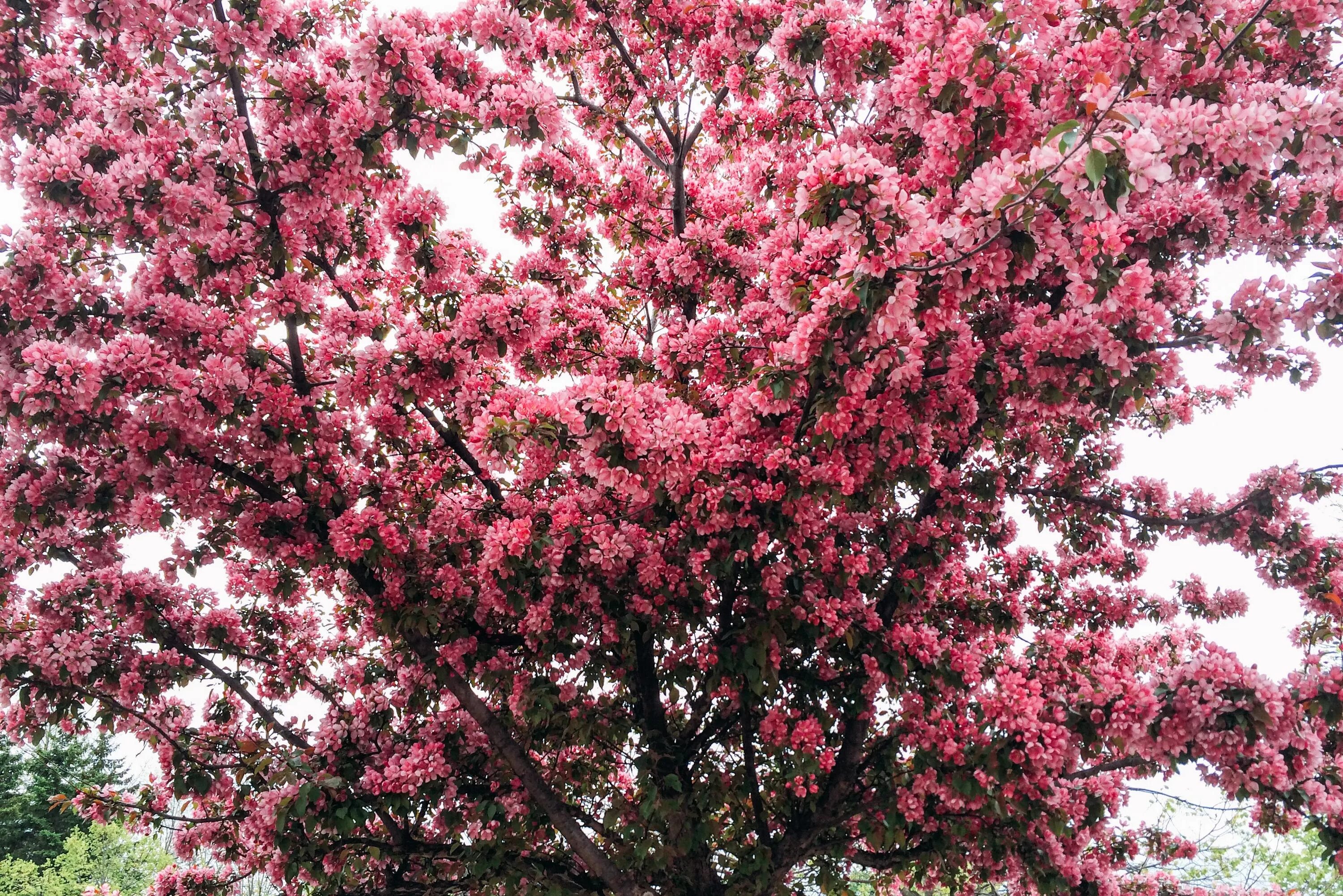 Дерево цветет розовым название. Сакура черри блоссом дерево. Яблоня декоративная «японская Сакура». Сакура краснолистная. Яблоня черри блоссом.