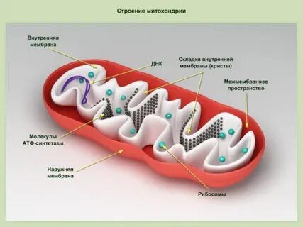 Как называется внутренняя мембрана