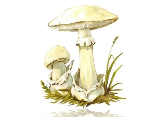 Бледная поганка ядовитые грибы нарисовать. Бледная поганка гриб картинка для детей. Бледная поганка гриб рисунок. Бледная поганка гриб для детей. Гриб поганка для детей.