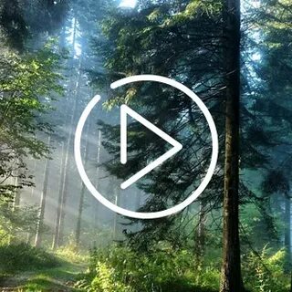Послушать звуки леса