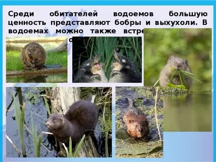 Среди обитателей