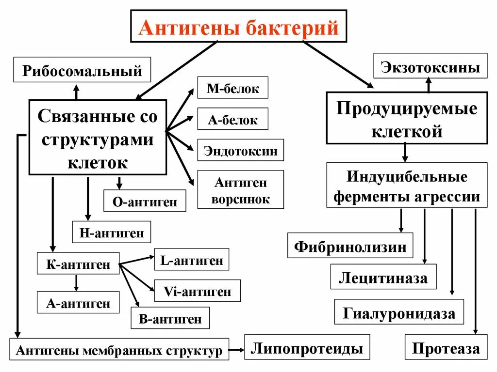 Антигенное строение микробной клетки. Антигены микроорганизмов схема. Схема антигенную структуру бактерий. Классификация антигенов схема. Антигенные свойства бактерий