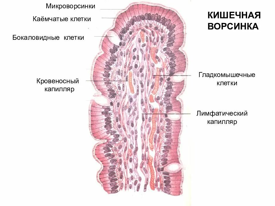 Микроворсинки гистология. Микроворсинки кишечника гистология. строение микроворсинки тонкого кишечника гистология. строение ворсинки тонкой кишки гистология. микроворсинки кишечного эпителия.