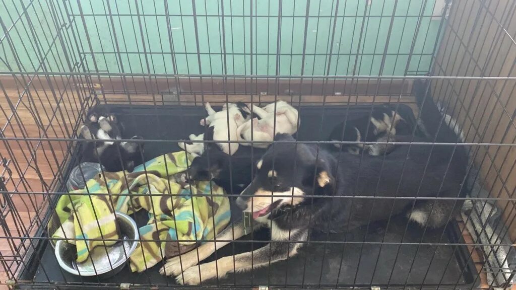 Приют для собак в курской области лобазовка. Питомник для животных фатежском районе. Приюты для животных в щиграх курской области. Курский приют для животных. Курский приют для животных.