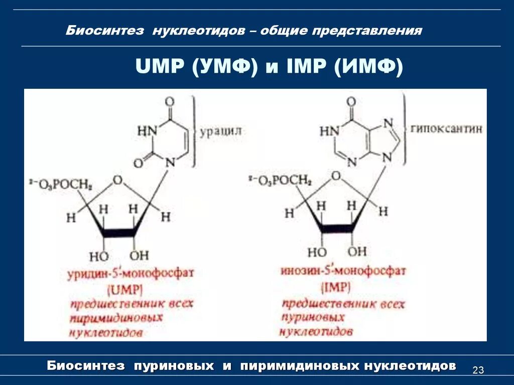 Формулы нуклеотидов. Урацил 5 монофосфат. Строение УМФ биохимия. Пуриновые и пиримидиновые нуклеозиды и нуклеотиды. Уридин 5 монофосфат УМФ.