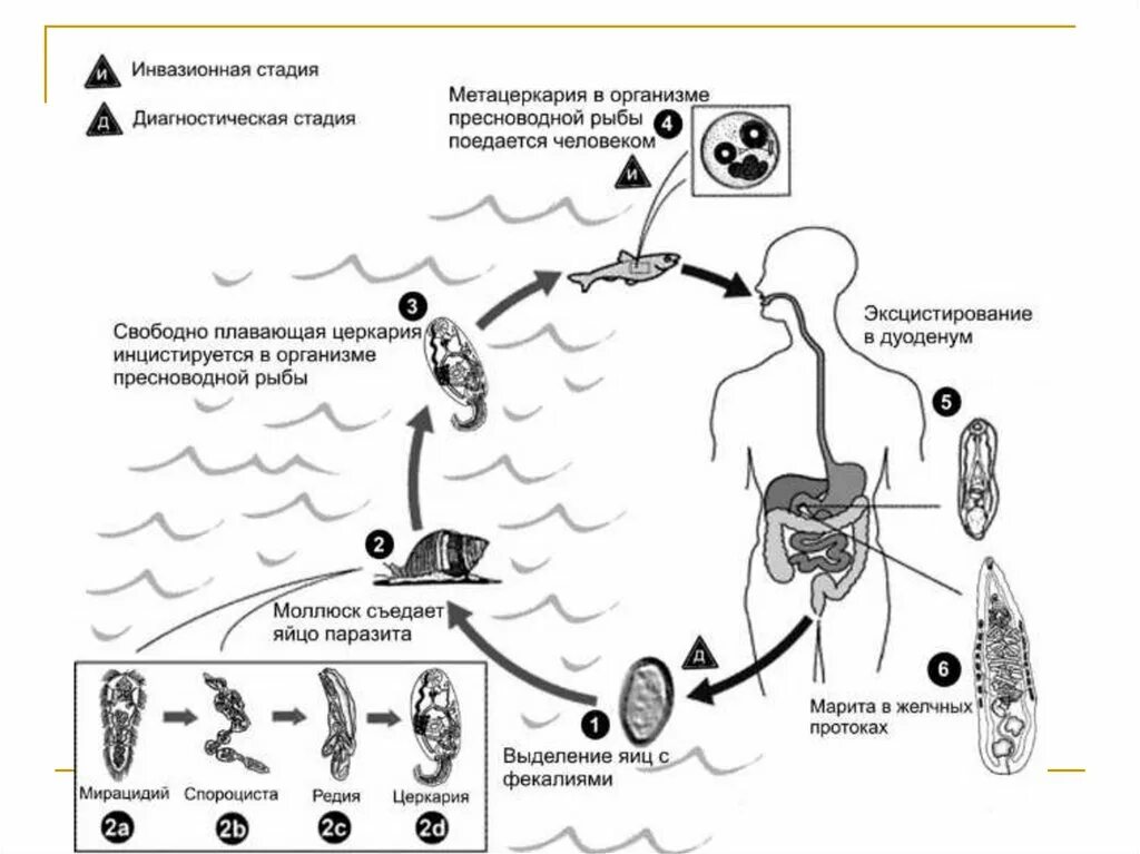 Жизненный цикл Сибирского сосальщика. Жизненный цикл кошачьего сосальщика схема. Жизненный цикл кошачьего сосальщика Opisthorchis felineus. Кошачий, Сибирский сосальщик жизненный цикл.