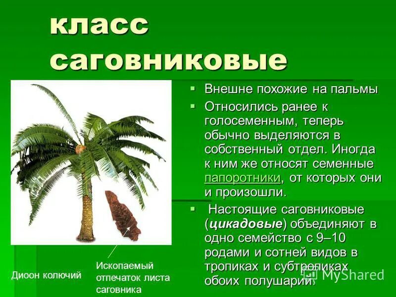 к голосеменным растениям относятся папоротники