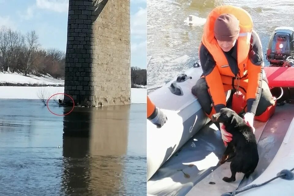 Спасение пришло неожиданно и именно в тот. Собака водолаз спасатель.