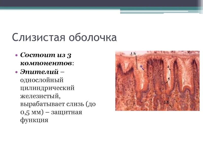 Однослойный цилиндрический эпителий слизистой оболочки. Эпителий слизистой оболочки состоит из. Однослойный цилиндрический железистый эпителий. Какие функции выполняет слизистая оболочка