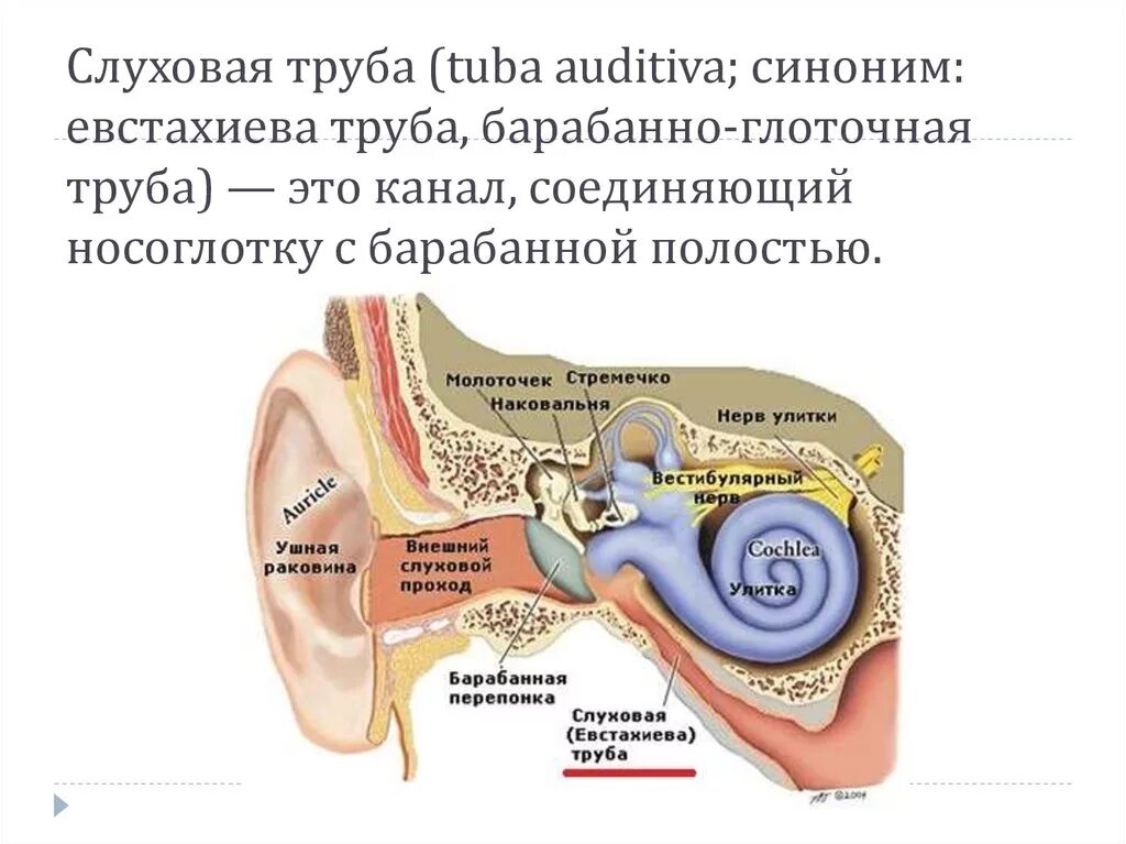 Какое давление в среднем ухе. ЛОР органы анатомия евстахиева труба. Среднее ухо барабанная полость евстахиева труба. Слуховая евстахиева труба дисфункция. Слуховая труба евстахиева труба функции.