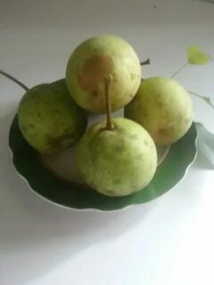 Длинные круглые плоды