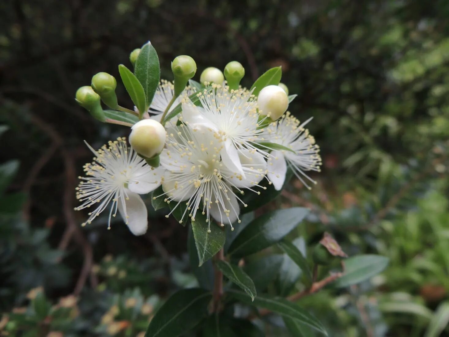 Мирт вариегатный. Myrtus communis. Мирт дерево. Мирт крупнолистный. Мирт миртовые.