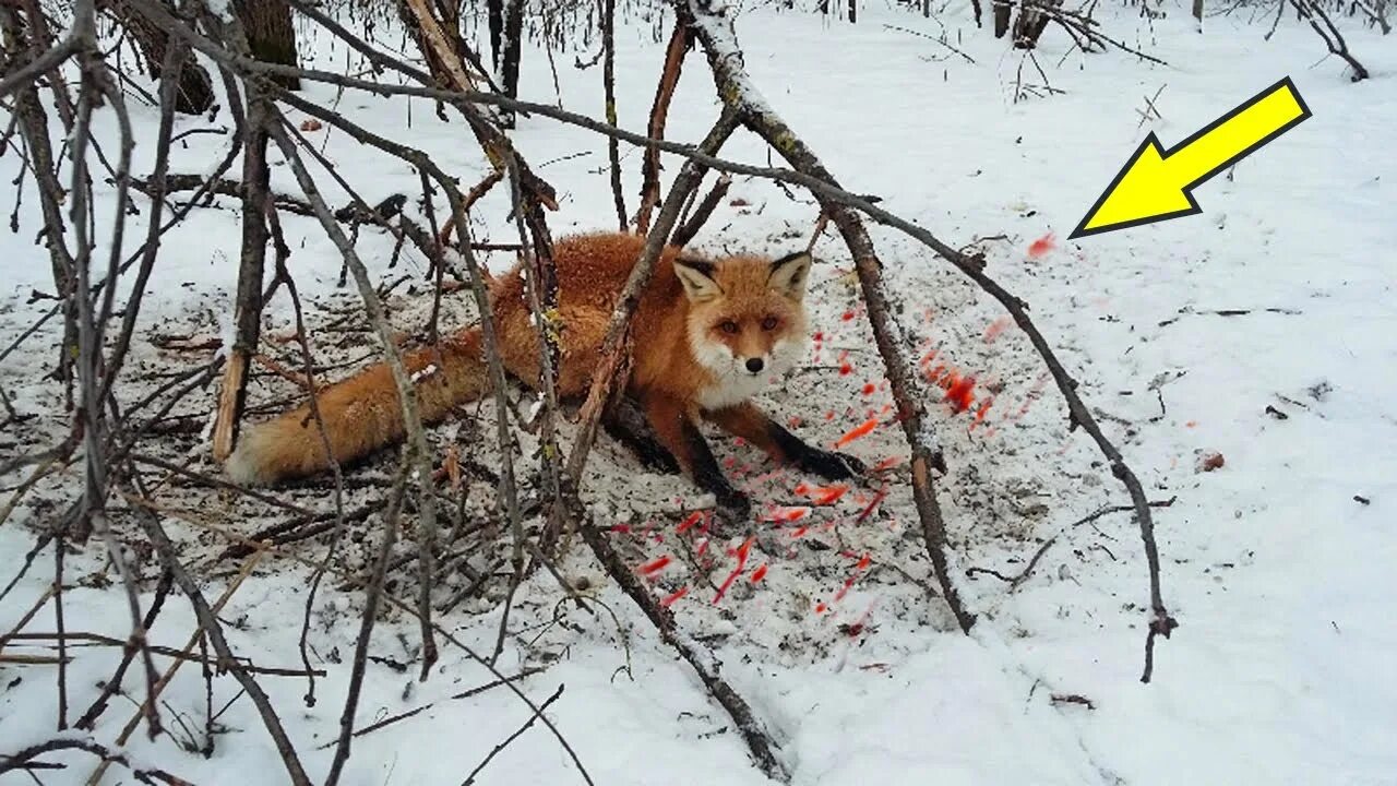 ЛОВУШКУ для поимки лисы.