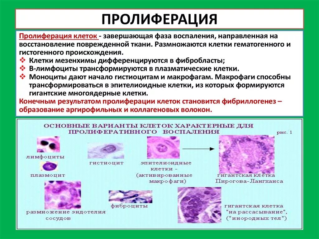 Реактивные изменения в цитологическом