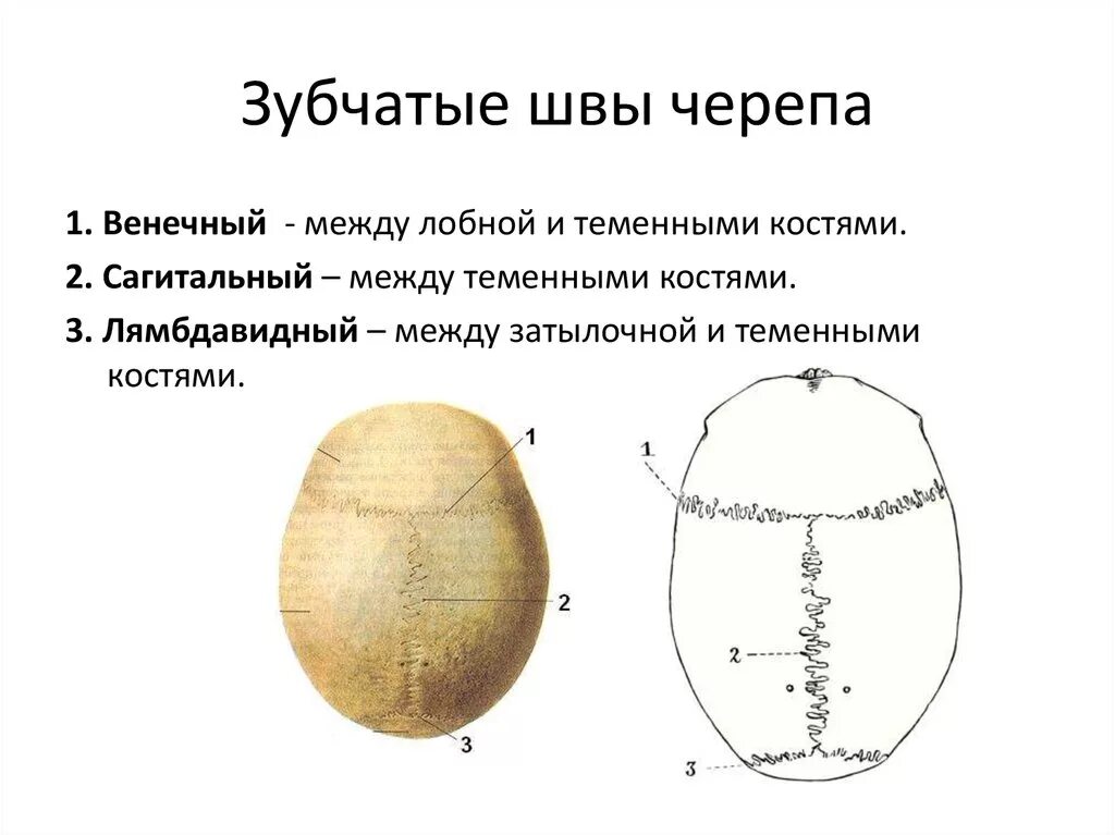 Соединение теменной кости и затылочной. Классификация швов черепа. Швы черепа анатомия теменная кость. Швы соединяющие кости свода черепа. Швы черепа анатомия человека коронарный шов.