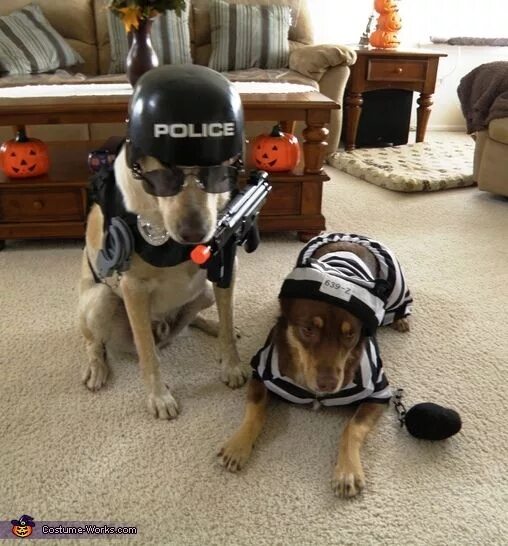 Собака в фуражке полиции. Костюм для собаки police. Dog dps. Собачка в полицейской форме. Одежда для служебных собак полиции.