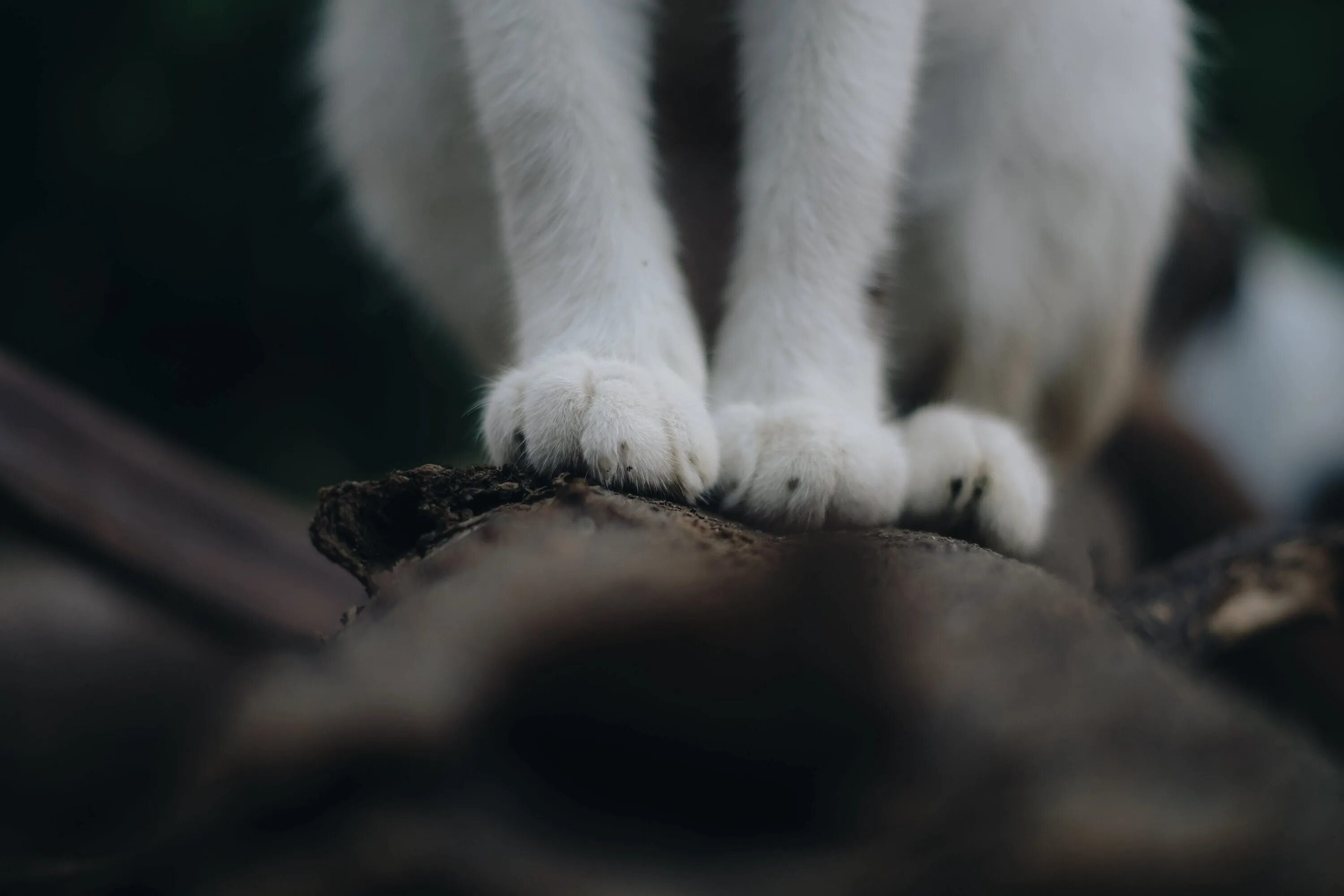 Плохая лапка. Лапка котика. Кошачья лапа. Белые лапки. Кошка с белыми лапами.