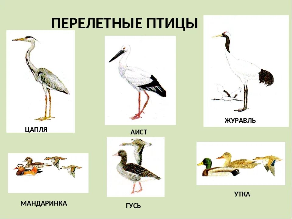 Перелетные птицы (Аист, Ласточка, Дикая утка, дикий Гусь, Грач, журавль). Цапля Перелетная птица или зимующая. Перелетные птицы журавль для детей. Журавль Перелетная птица или зимующая.