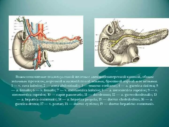 Вены поджелудочной железы анатомия. Хирургическая анатомия поджелудочной железы. Двенадцатиперстная кишка протока желчная. Хирургическая анатомия двенадцатиперстной кишки.