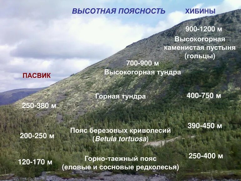 Различия высотной поясности в горах. Высотная поясность Хибин. Высотная поясность горы Хибины. Высотная поясность Кавказа. Высотная поясность срединного хребта.