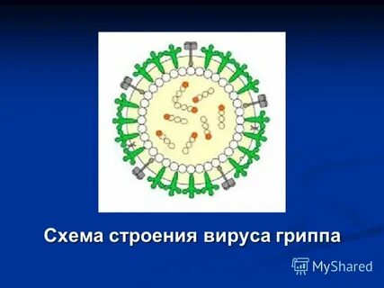 Грипп относится к семейству
