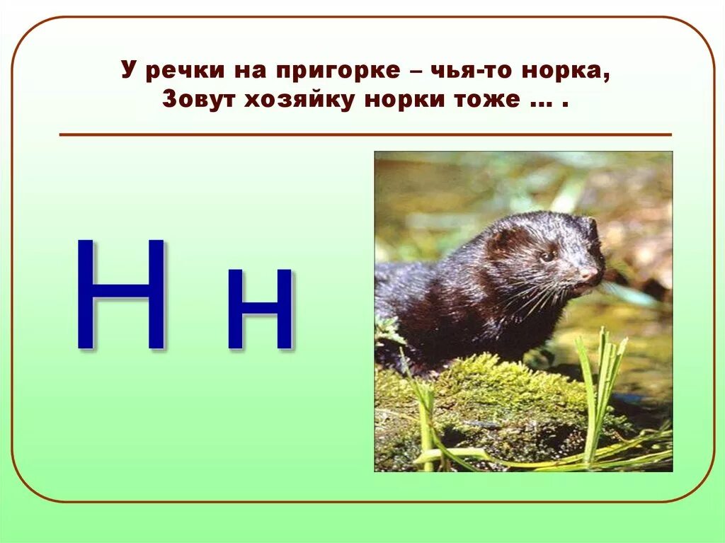 Загадка про норку. Норка презентация. Загадка про норку для детей. Норка загадка. Норка краткое описание.