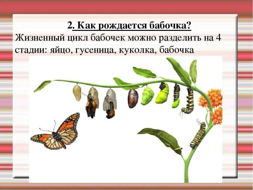 Как называется процесс превращения гусеницы в бабочку