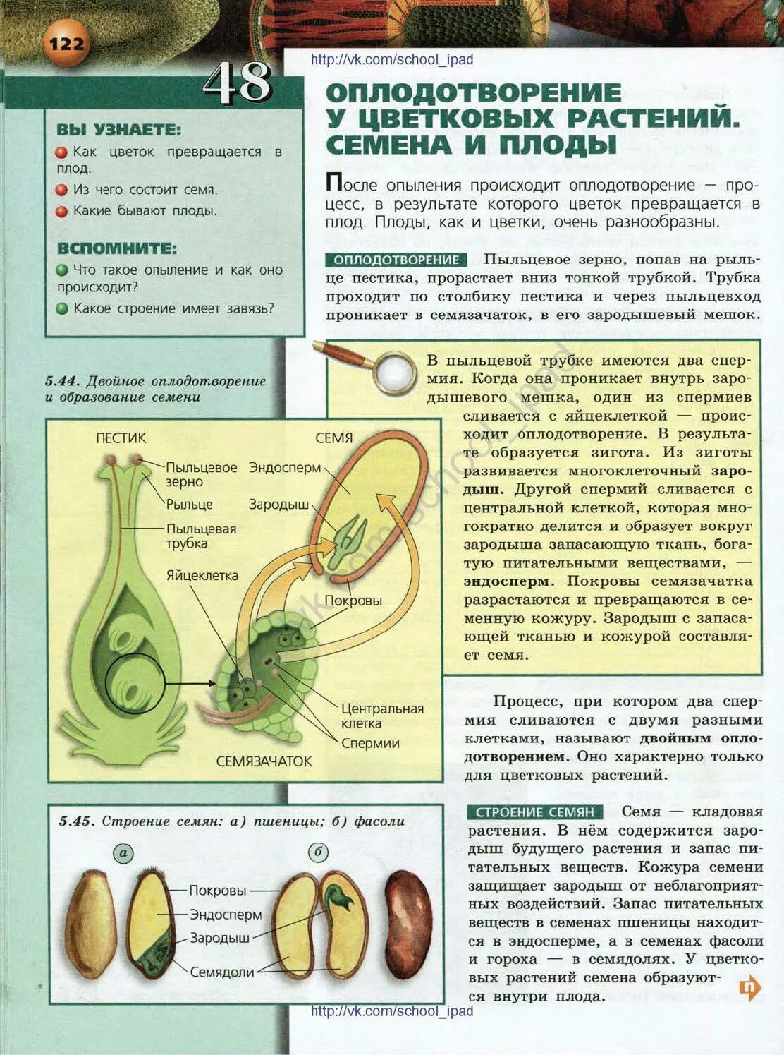 Какую функцию выполняет семена кожура. Оплодотворение у цветковых растений образование семян и плодов. Оплодотворение у цветковых растений семена и плоды. Семя у цветковых растений образуется из. Семенная кожура семян у цветковых.