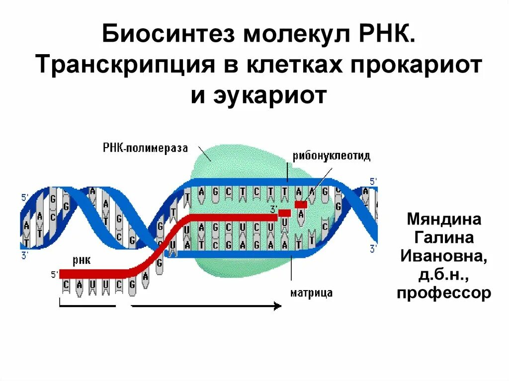 Схема процесса транскрипции. Процесс транскрипции в биологии. Процесс транскрипции РНК. Транскрипция структура клетки.