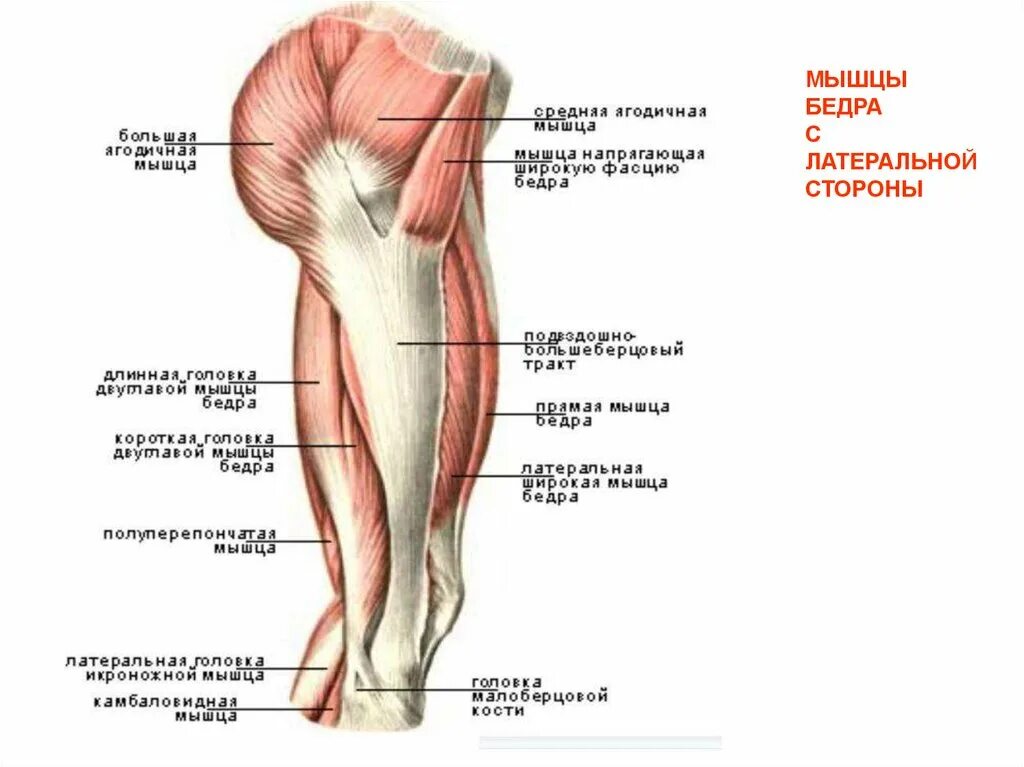 Собственная фасция бедра. Большеберцовый тракт анатомия. Бедренные мышцы ног анатомия. Мышца широкой фасции бедра. Иллиотибильный тракт анатомия.
