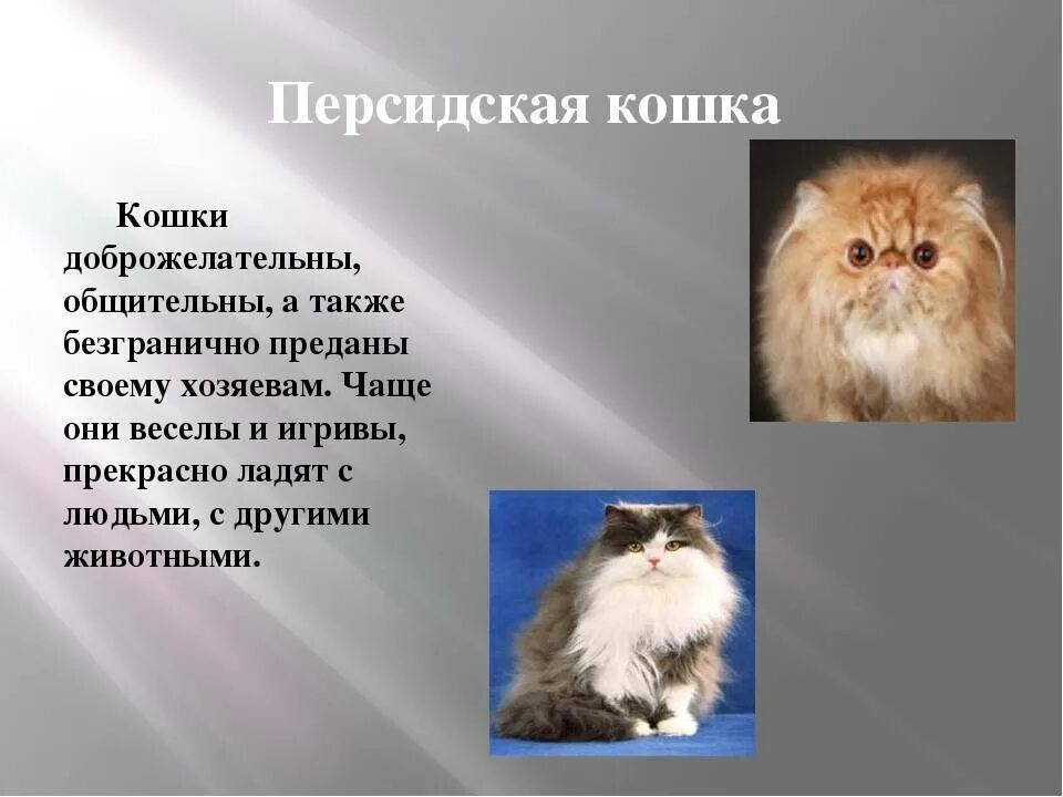 Перс сведения штраф. Сведения о персидской кошке. рассказ о персидской кошке. персидская кошка внешний вид. персидская кошка характер.