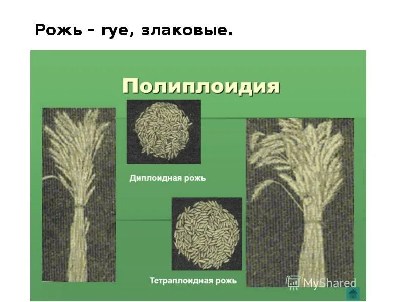 Пшеница мутации