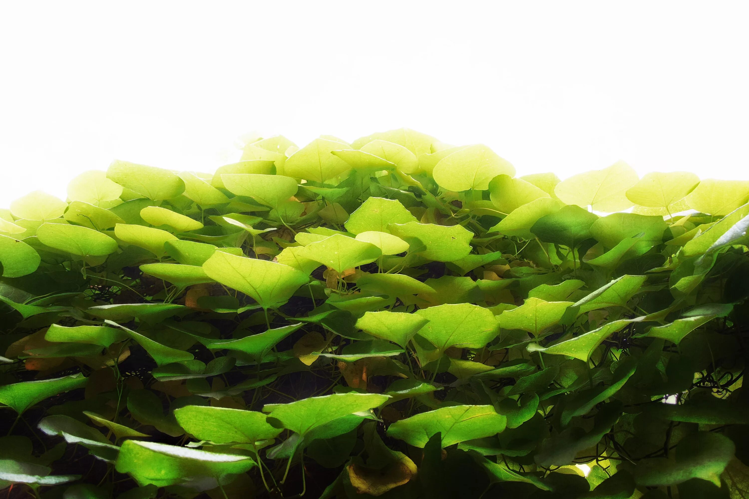 Семейство водорослей. Ламинария трава. Seaweed algae Laminaria. Ламинария зеленая. Зеленые водоросли Празиновые.