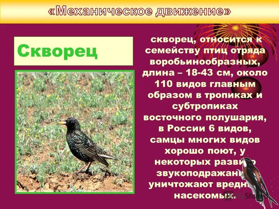 черный дрозд птица самка. скворцы какой род. скворцы какой род. какой то смолоду скворец так петь. голоса птиц скворец.
