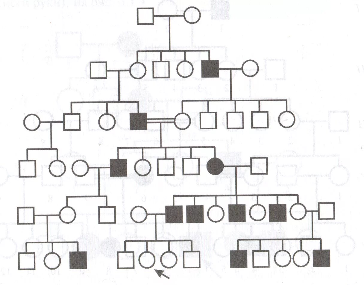 Схема родословной биология генетика. Генетическое Древо семьи генетика. Родословная семьи биология 9 класс. Родословная семьи схема 9 класс. Древо семьи биология генетика