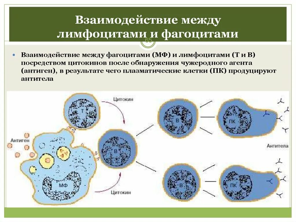 Фагоциты лимфоциты антитела. Т лимфоциты фагоцитоз. Взаимодействие между лимфоцитами и фагоцитами. Взаимодействие t лимфоцитов.