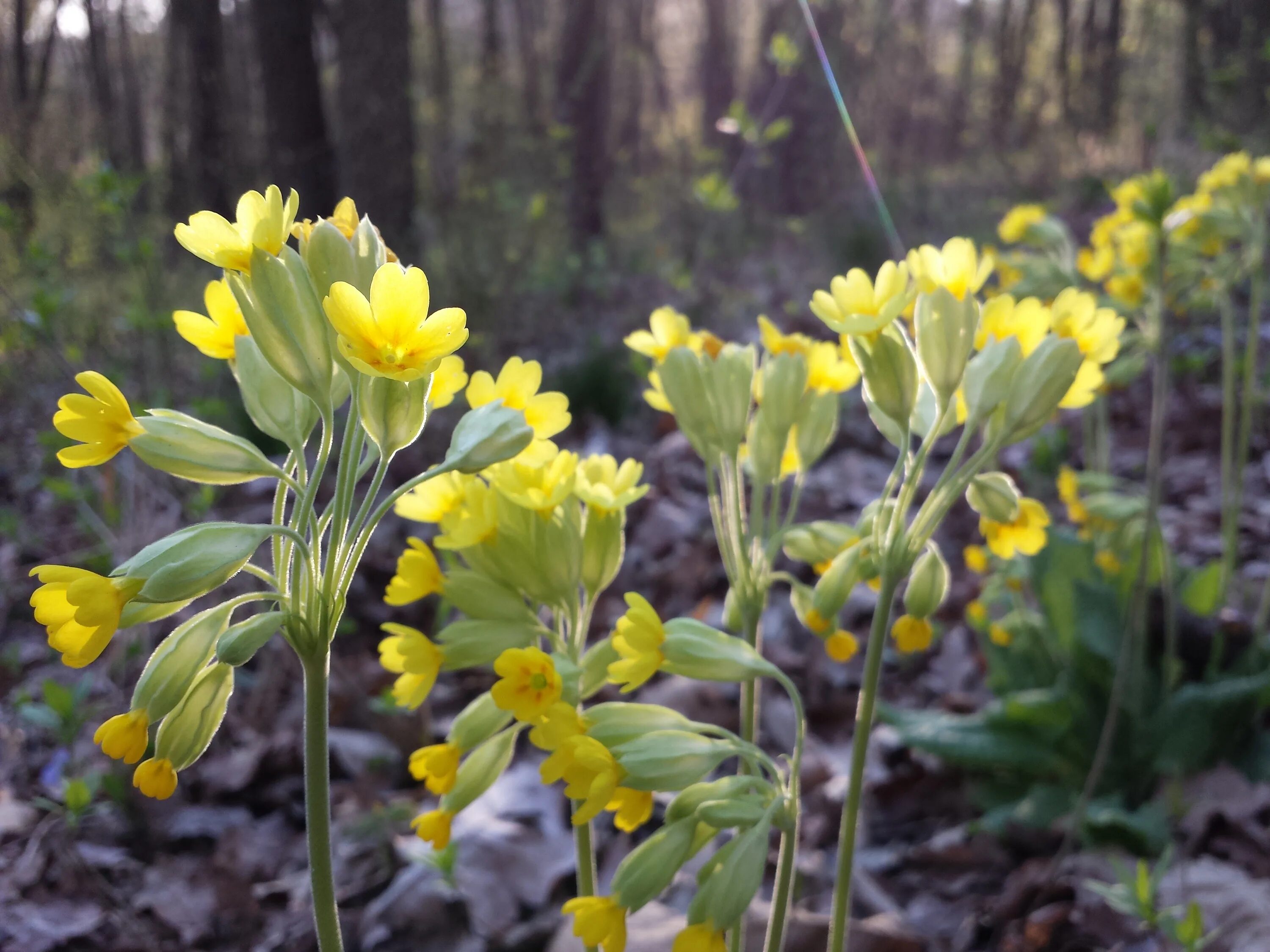 Примула Алтая. Примула Алтайская. Примула Горная. Первоцвет весенний (Primula veris l.). Первоцвет в аптеке