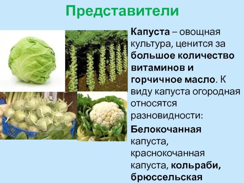 Капуста это культурное растение. Капуста культурное растение доклад. Капуста это культурное растение. Капустные овощные растения. Семейство капустные на латинском.