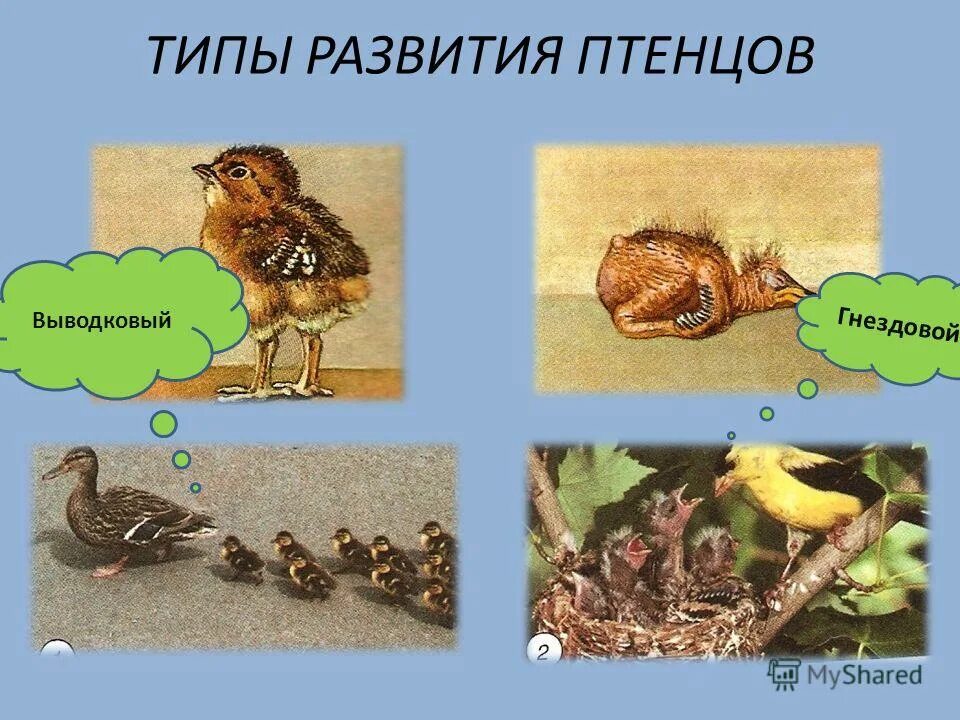 Типы развития птенцов. Птенцы выводковые и гнездовые. Типы развития птиц. Птенцовый и выводковый Тип развития. К птенцовым птицам относятся