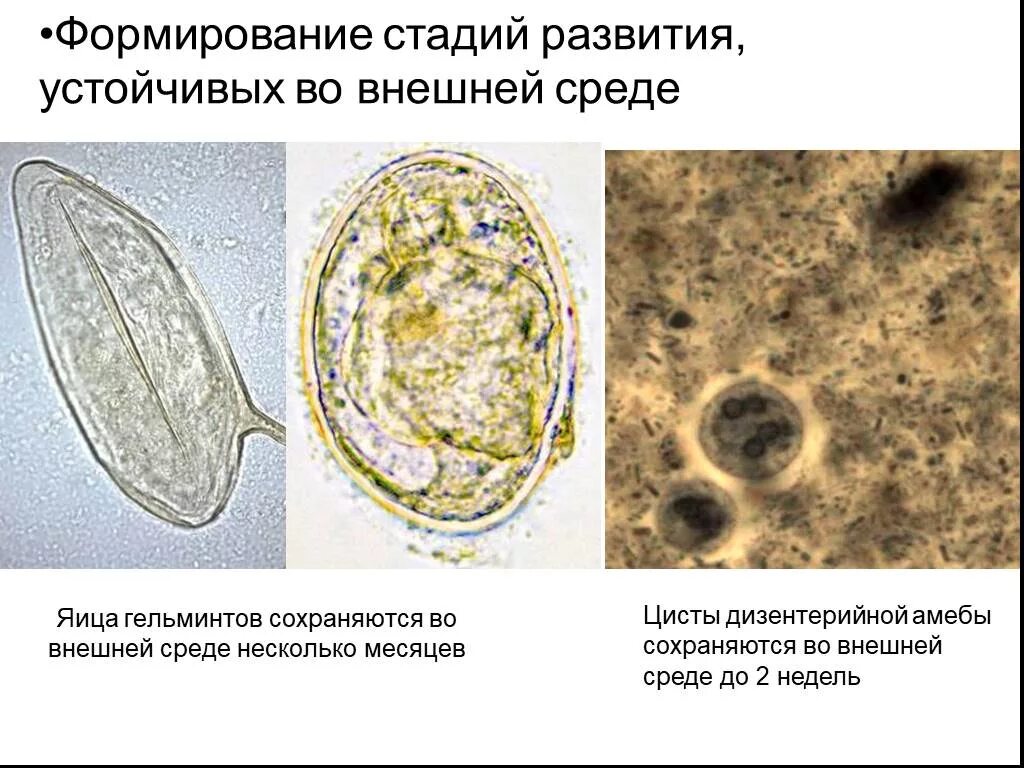 Цисты простейших. Стадия цисты. ,Стадия цисты стадия. Простейшие этапы развития